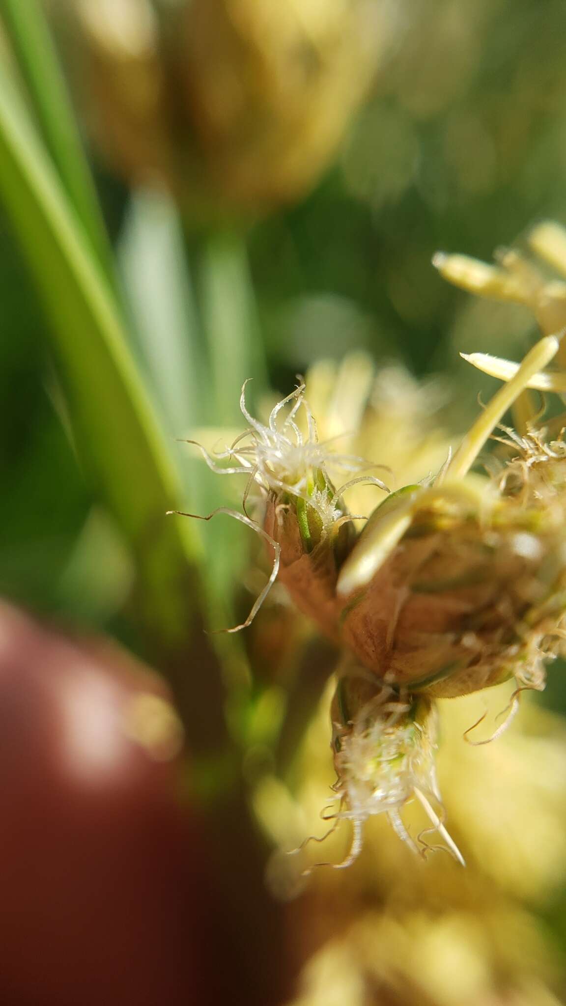 Image of cosmopolitan bulrush