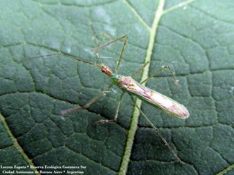 Image of Atopozelus Elkins 1954