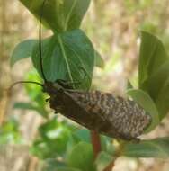 Image of Oligostomis reticulata (Linnaeus 1761)