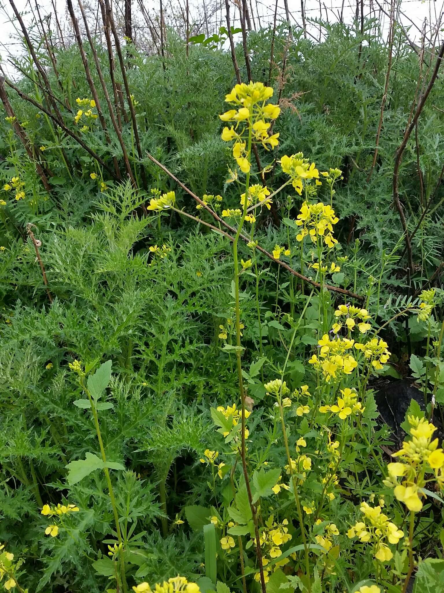 Image of white mustard