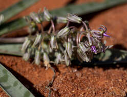 Image of Ledebouria apertiflora (Baker) Jessop