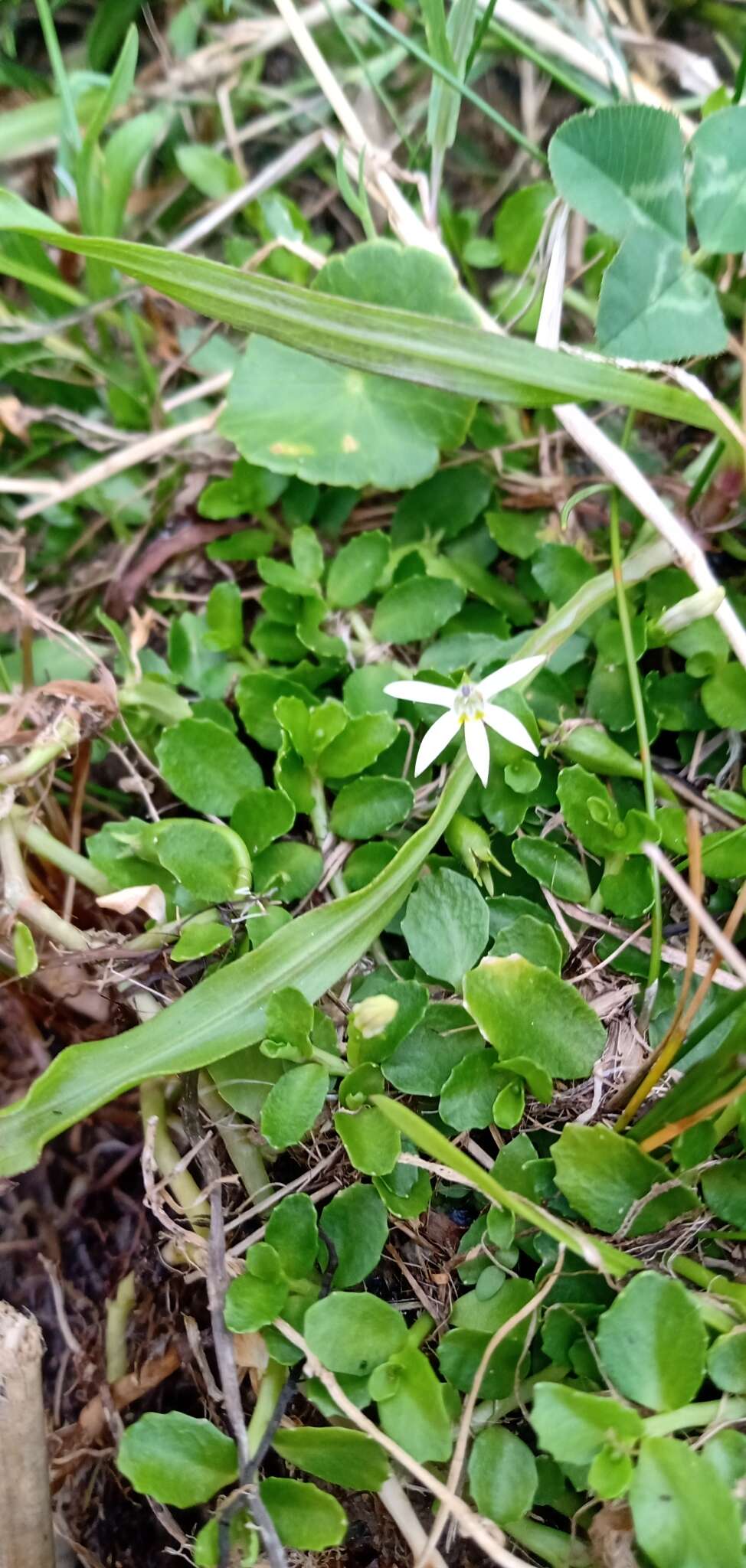 Image of Lobelia hederacea Cham.