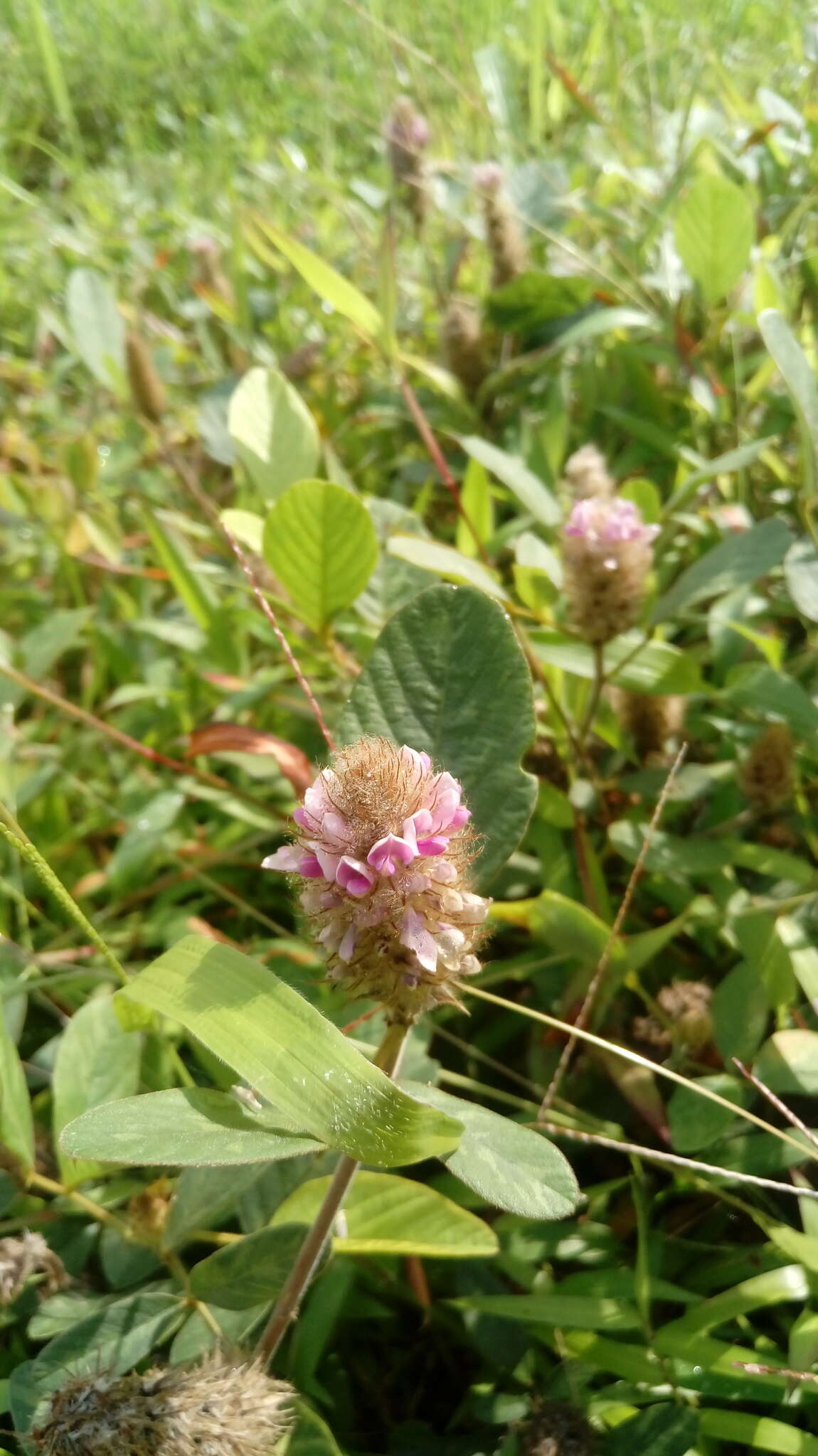 Image of Uraria lagopodioides DC.