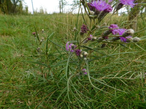 صورة Lessingianthus rubricaulis (Humb. & Bonpl.) H. Rob.