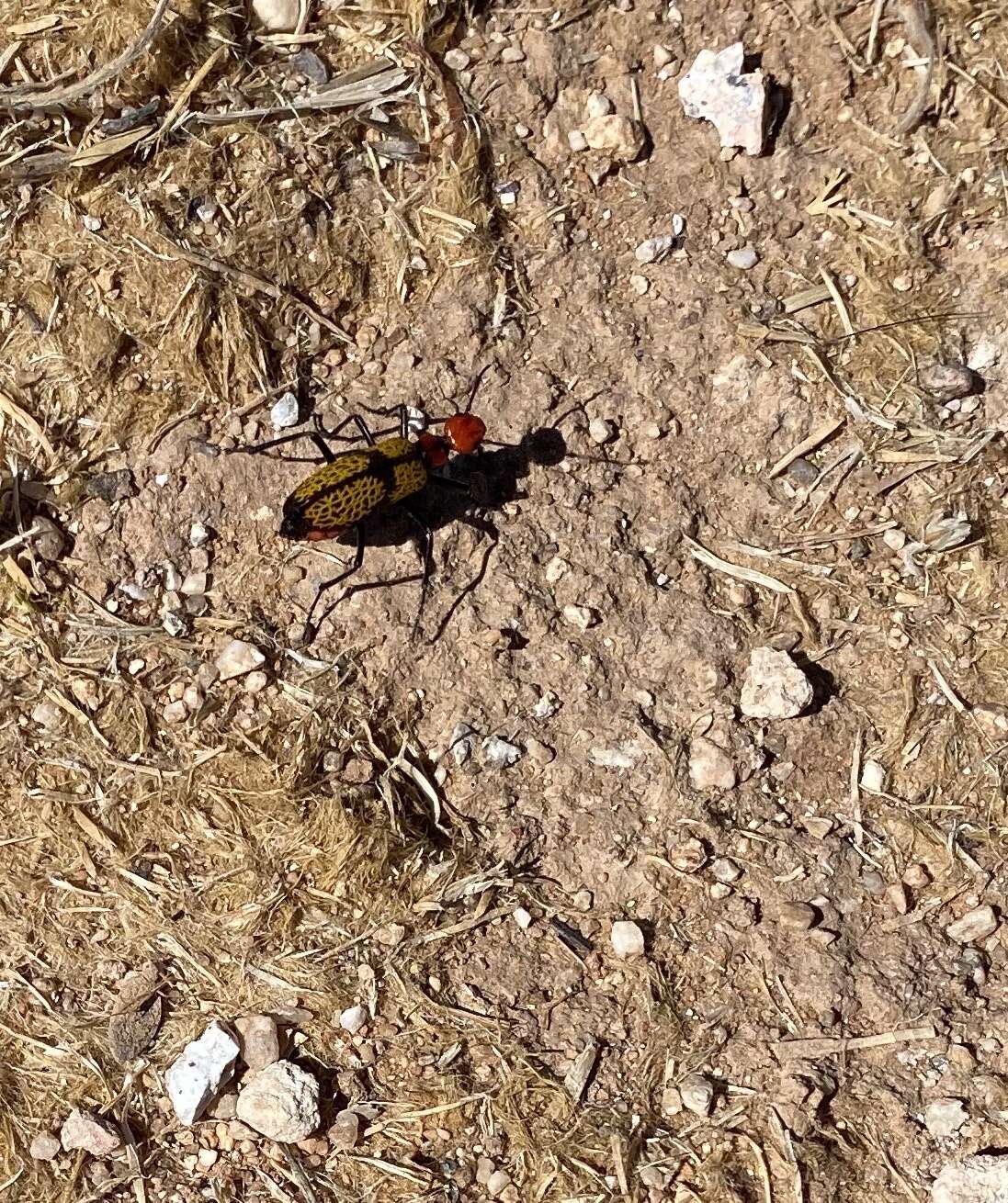 Image of Iron Cross Blister Beetle