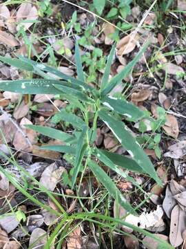 Image of Heller's Rosette Grass