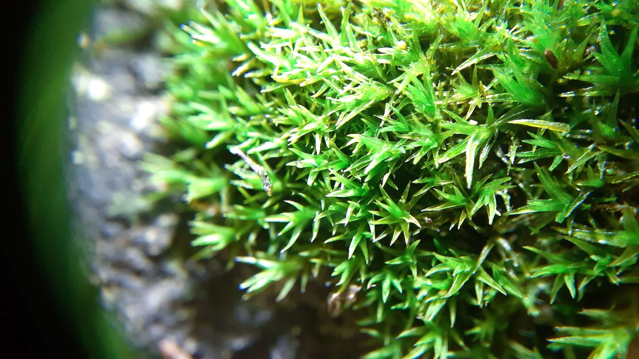 Image of Vinealobryum R. H. Zander