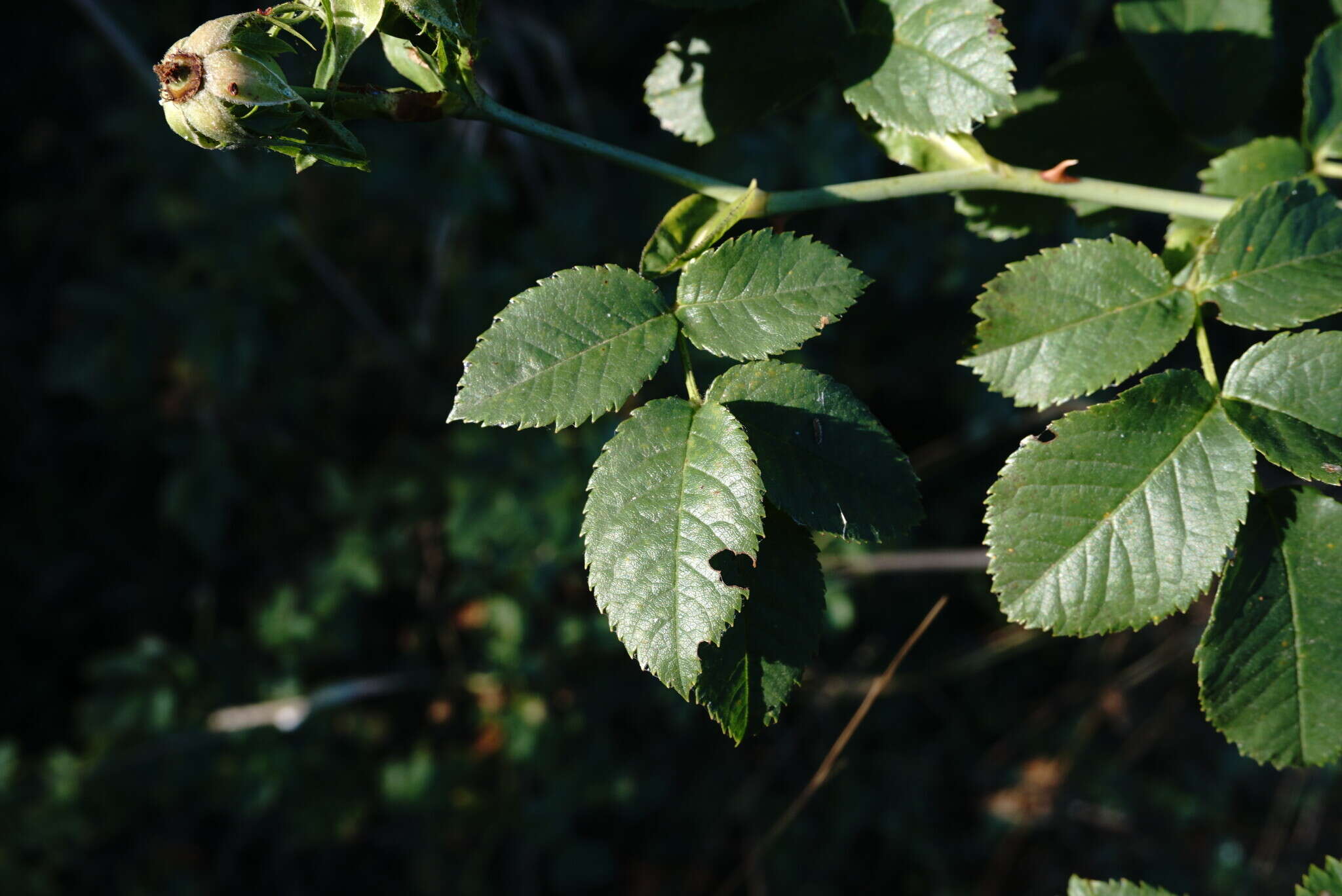 Image of Rosa andegavensis Bast.