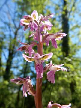 Image of Orchis patens Desf.