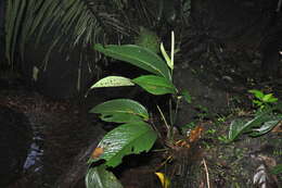 Image of Anthurium lancifolium Schott