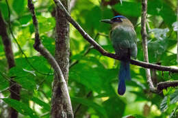 Image of Amazonian Motmot