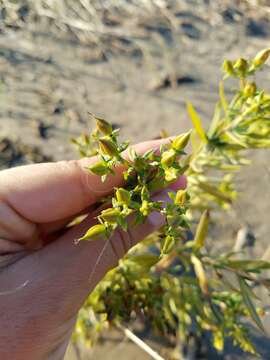 Image of Kalm's St. John's wort