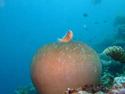 Image of Pink anemonefish