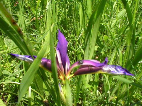 Image of Iris graminea L.