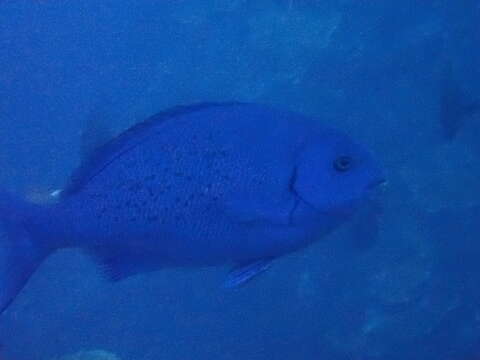 Image of New Zealand bluefish