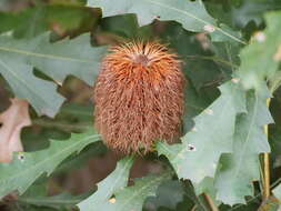 Image of Oak-leaved Banksia