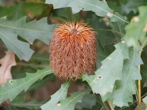 Sivun Banksia quercifolia R. Br. kuva