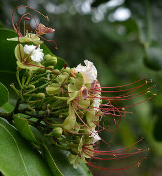 Image of Borneo Teak