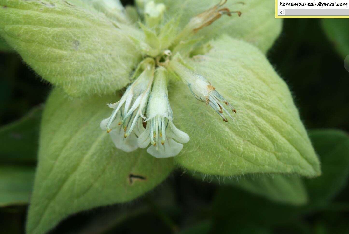 Image of Ajuga lupulina Maxim.