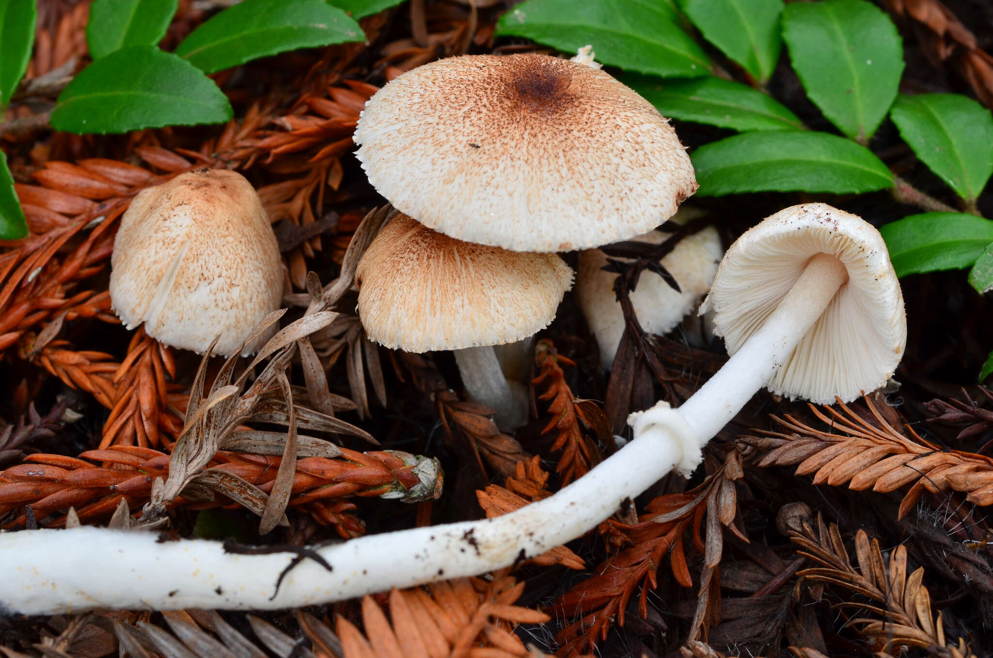 Imagem de Leucoagaricus infuscatus Vellinga 2007