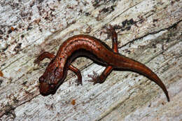 Image of Pygmy Salamander