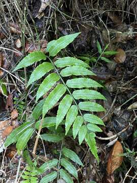 Imagem de Mickelia guianensis (Aubl.) R. C. Moran, Labiak & Sundue