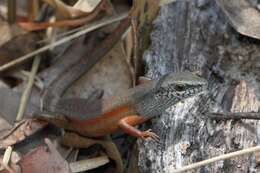 Image of Open-litter Rainbow-skink