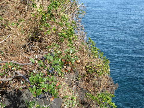 Sivun Rhaphiolepis indica var. umbellata (Thunb. ex Murray) H. Ohashi kuva