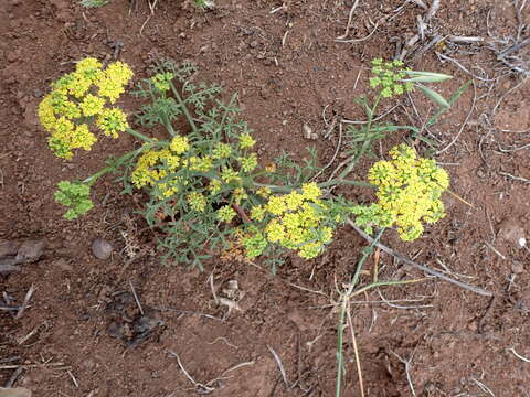 Imagem de Canaria