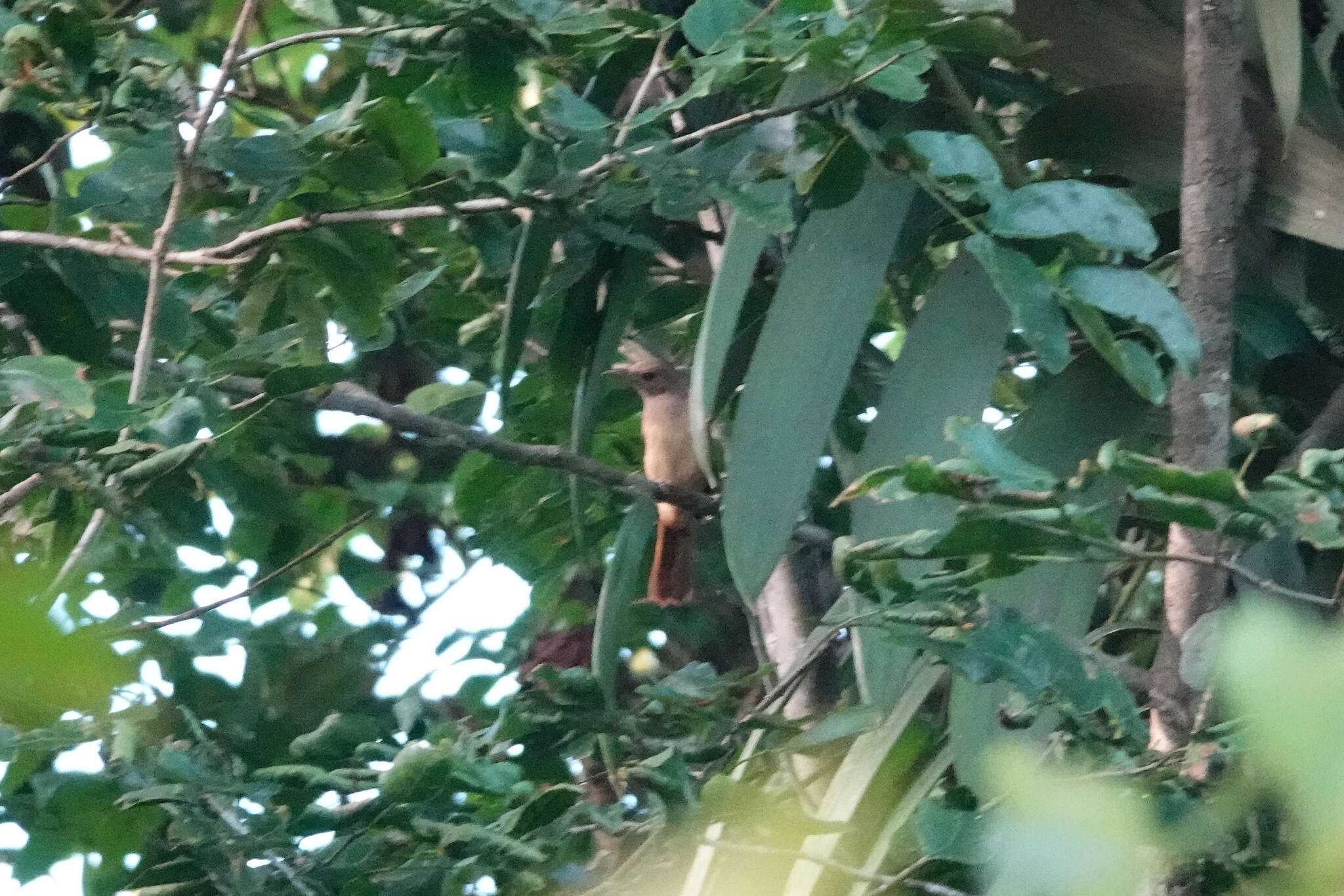 Image of Northern Variable Pitohui