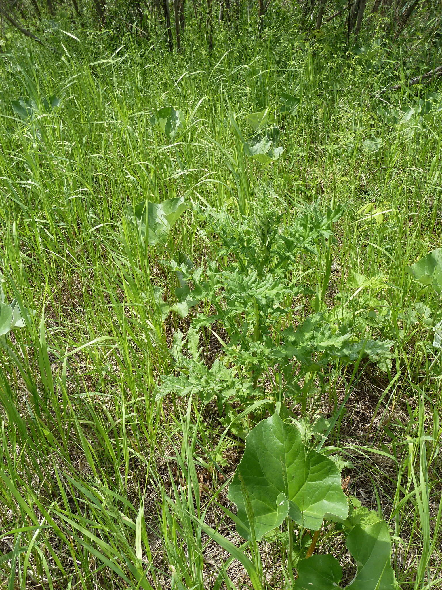 Image of Chapman's HOney Plant