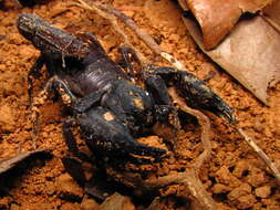 Image of Brotheas amazonicus Lourenço 1988