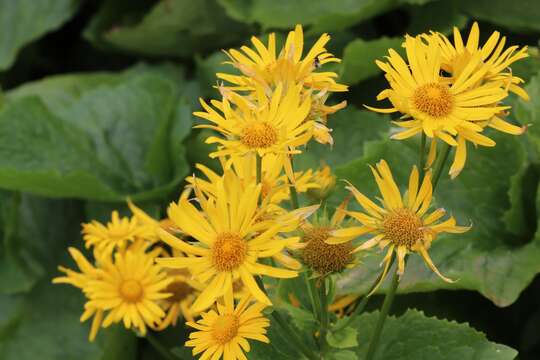 Imagem de Doronicum cataractarum Widd.