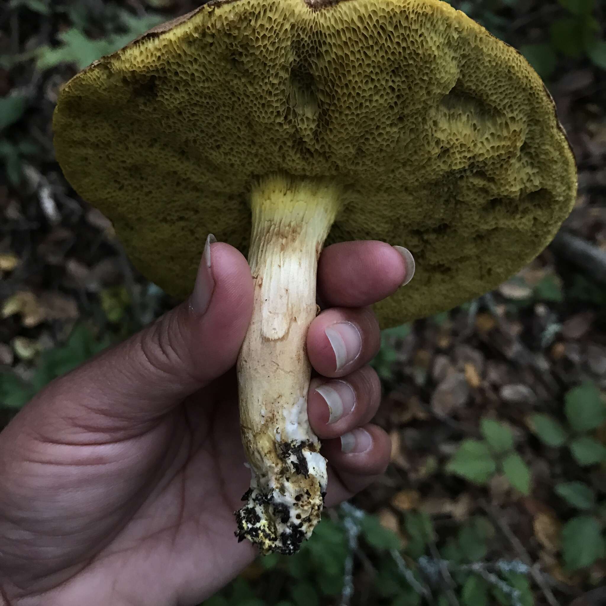 Слика од Boletus subtomentosus L. 1753