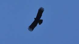 Image of Asian Black Eagle