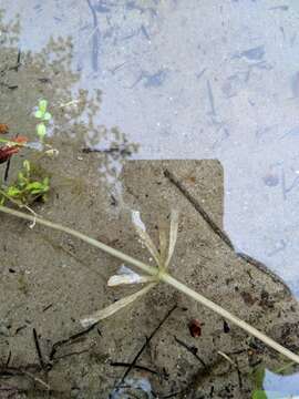 Image of Swollen Bladderwort