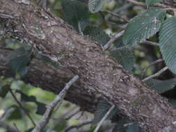 Image of Cercocarpus macrophyllus C. Schneid.