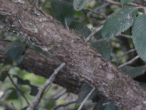 Cercocarpus macrophyllus C. Schneid.的圖片