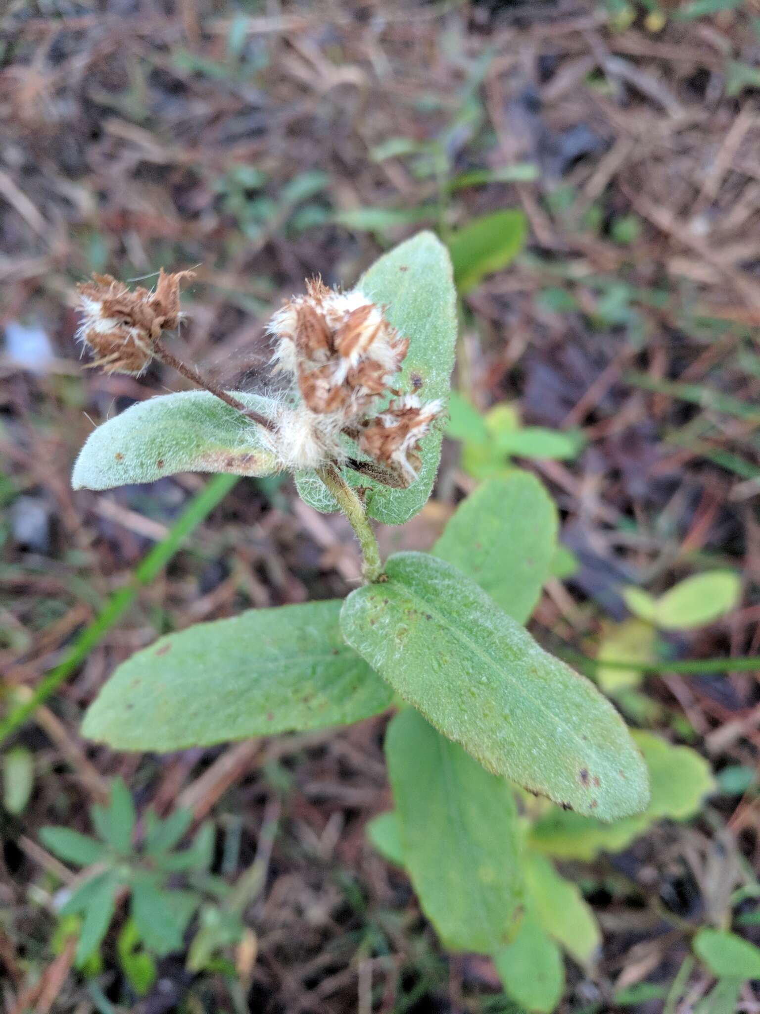 Pluchea longifolia Nash resmi