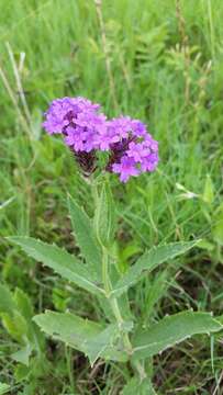 Image of tuberous vervain