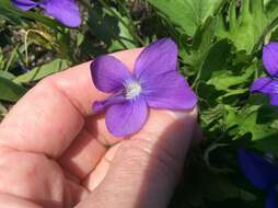 Image of prairie violet