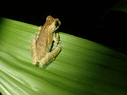 Image of Dendropsophus kamagarini Rivadeneira, Venegas & Ron 2018