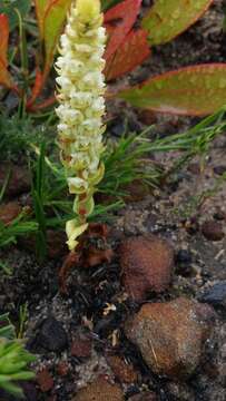 Image of Satyrium bicallosum Thunb.