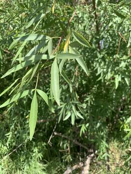 Image of Searsia pendulina (Jacq.) Moffett