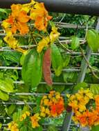 Image of Bauhinia kockiana var. kockiana