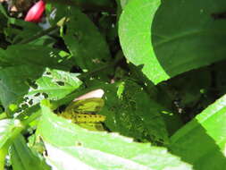 Image of Asota heliconia zebrina (Butler 1877)