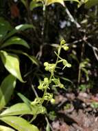 Слика од Platanthera minor (Miq.) Rchb. fil.