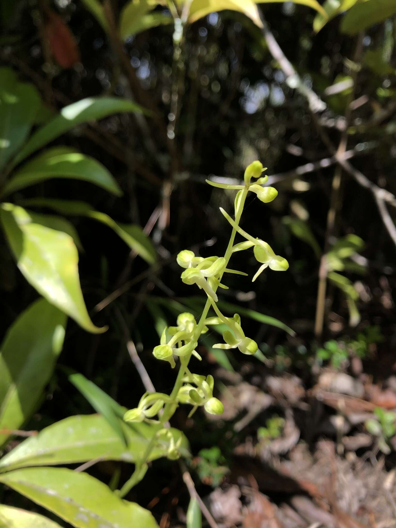 Слика од Platanthera minor (Miq.) Rchb. fil.