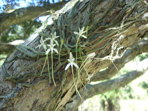 Image of Mystacidium venosum Harv. ex Rolfe