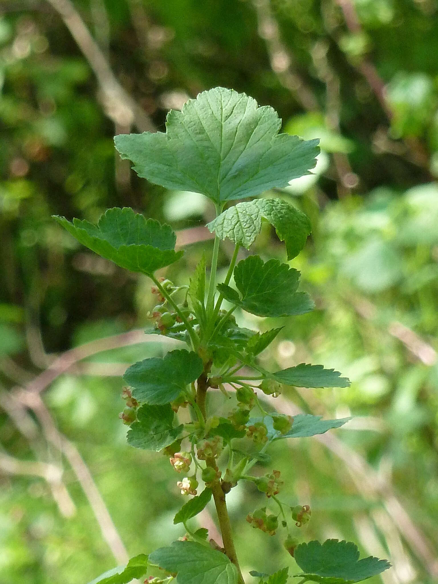 Image of Black Currant